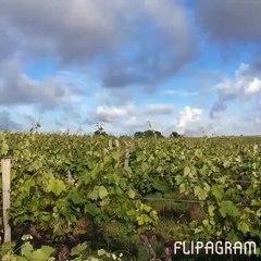 Vignes Saint  Simeux