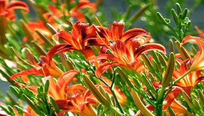 피나클에이전시 ム Supercar123.Com 가입코드6623