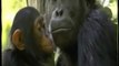 Inteligencia primate: Aprendizaje de los chimpances