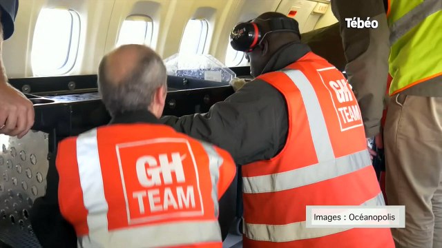Brest. Océanopolis : trois « hôtes de marque » accueillis