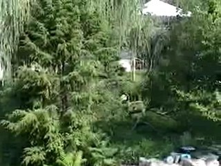 Tai Gone Wild! [part 1]