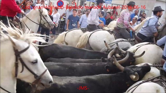 Codognan-Abrivado-Bandido-manade Aubanel-fete votive-2016/06/16