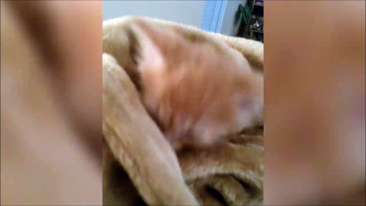 Ce chaton hésite : je me lève, je me lève pas???