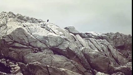  Me,the birds & the silence of the lambs...