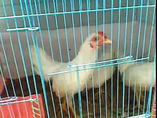 gà tre bắc 2 tháng 27 ngày tuổi