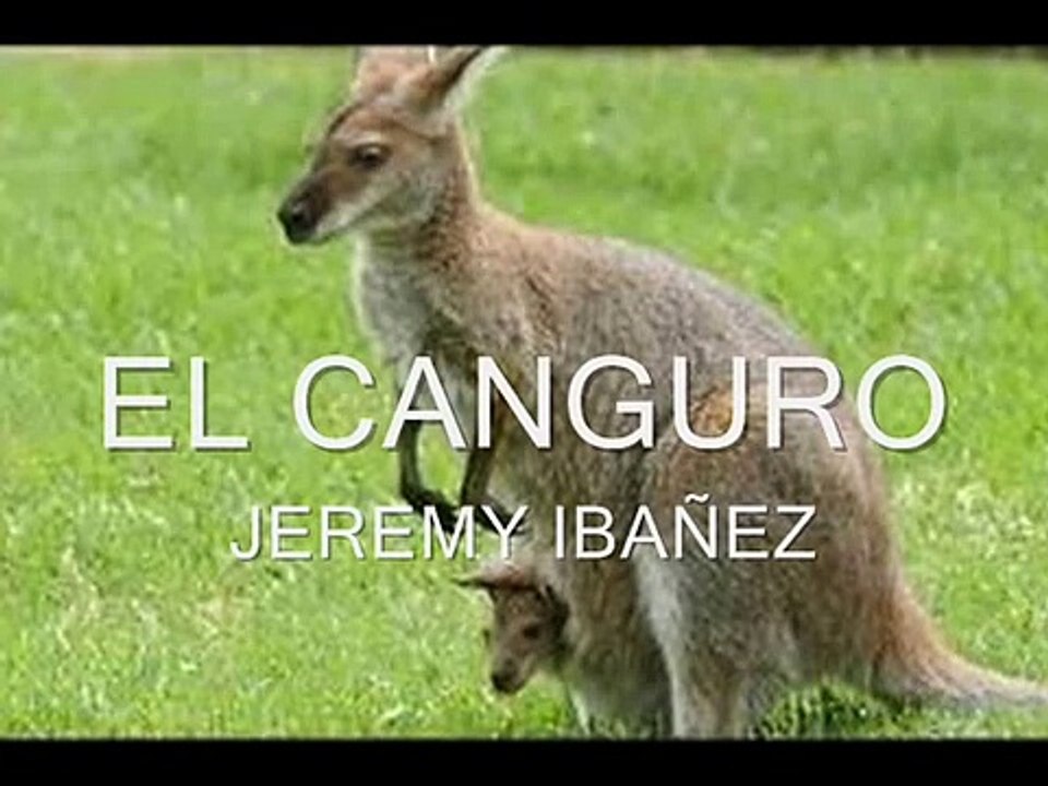 EXPOSICION EL CANGURO