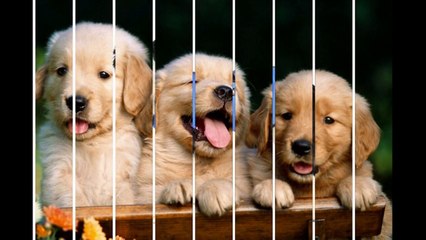 Dog Daycare Encinitas