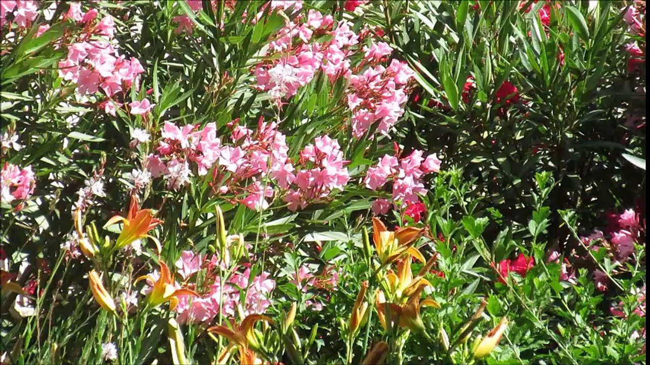 jardin