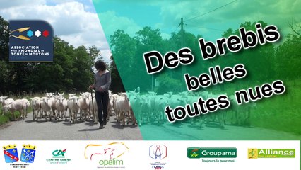 Des brebis belles toutes nues