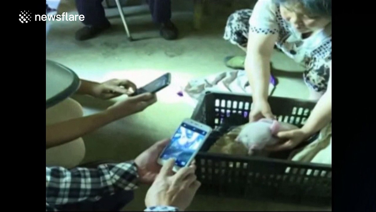 Pig born with two heads and three eyes in China