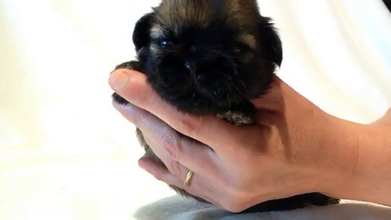 MELBA Prince Liam