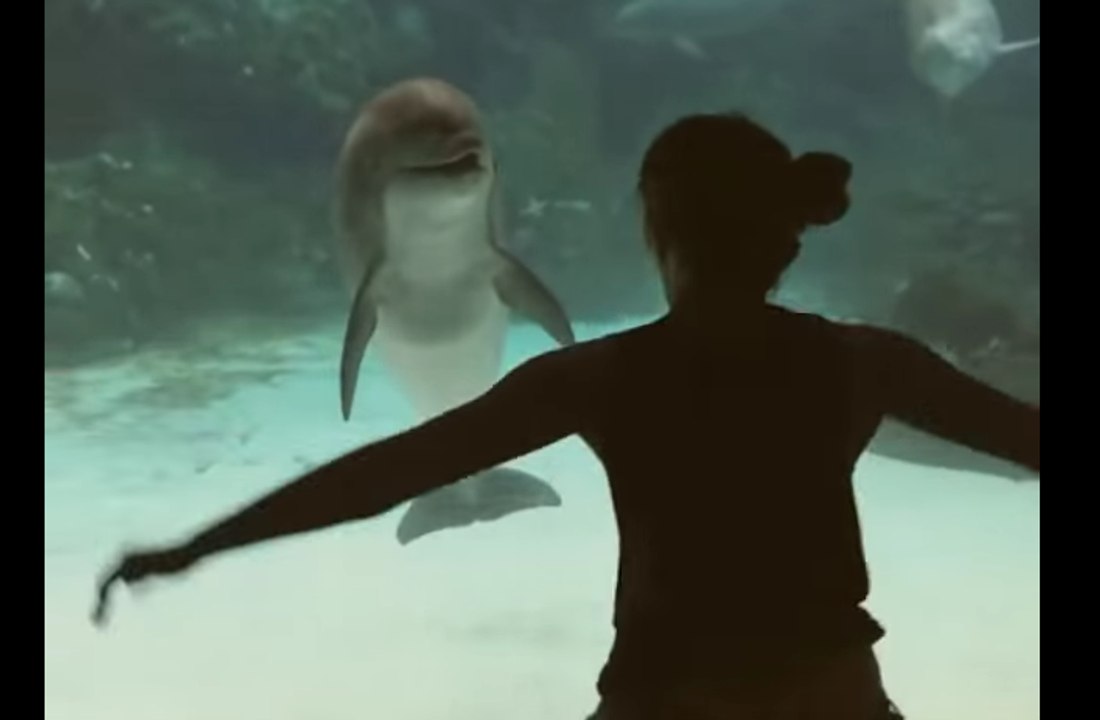 A dolphin is charmed by a dancer