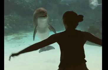Um golfinho admirando uma dançarina