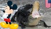 Disney alligator attack: Staff claim guests fed alligators, Disney ignored the problem - TomoNews