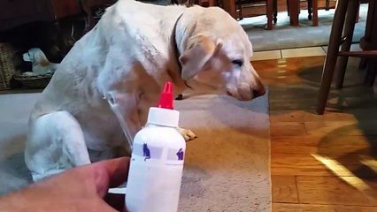 IL PADRONE GLI APPLICA LE GOCCE NELL'ORECCHIO, MA GUARDA COME REAGISCE IL CANE