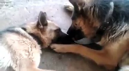 Cette chienne vient de mettre bas, mais la réaction de son compagnon est très émouvant !