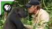 На это невозможно смотреть без слёз… Они не виделись 5 лет… Когда мужчина разыскал гориллу в дикой природе, НЕВЕРОЯНО!