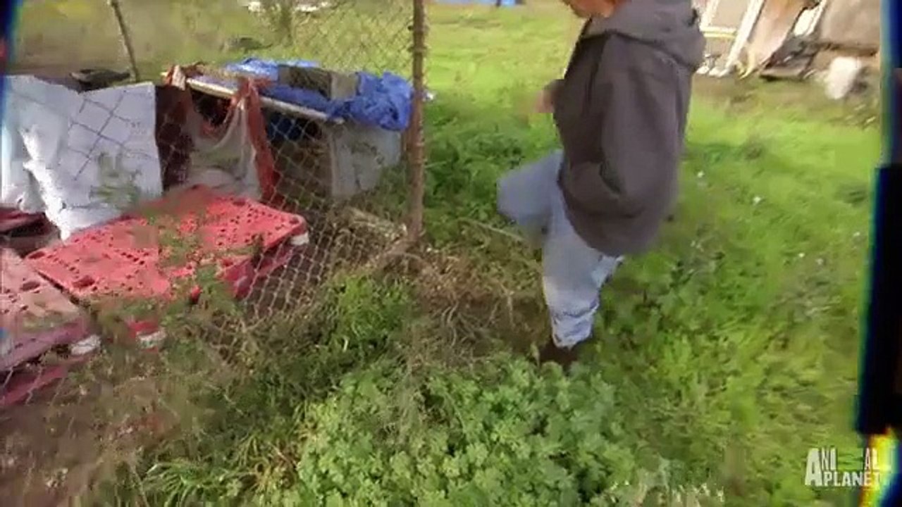 Cette chienne a été abandonné dans la rue...Vous n'avez pas encore vue sa réaction à l'arrivée des sauveteurs !