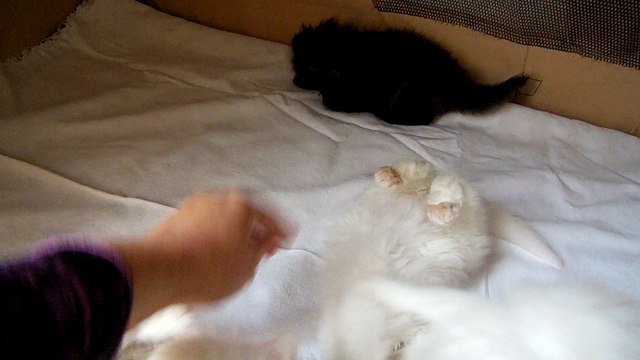 mes bébés un mois et demi