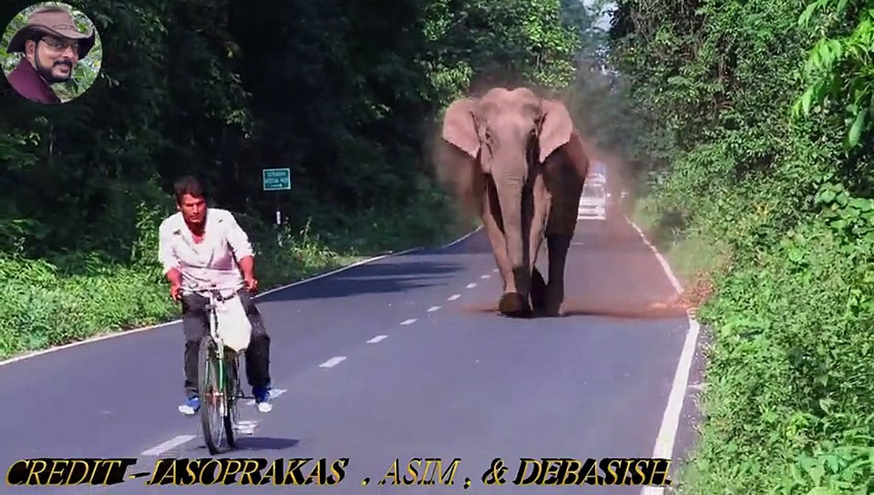 Amazing Elephant