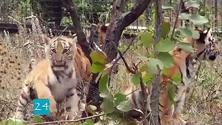 ПОПОЛНЕНИЕ В крымском сафари парке стало на 10 тигрят больше