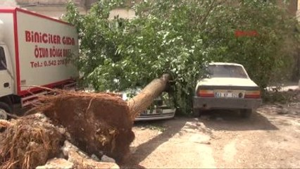 Şanlıurfa?da Park Halindeki 2 Otomobilin Üzerine Ağaç Düştü