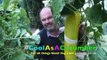 British Man Unveils World's Largest Cucumber