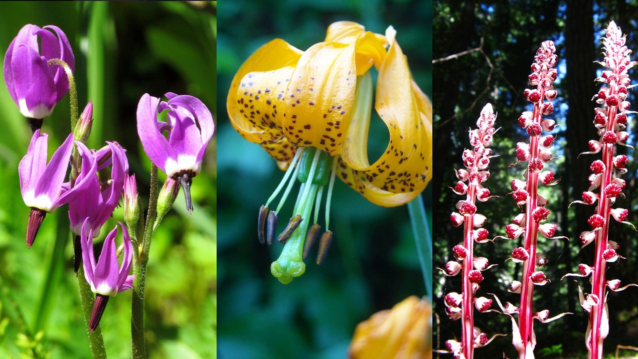 Kaleidoscope of Color - Mt. Rainier's Wildflowers