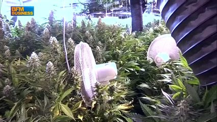 Microsoft se lance sur le marché du cannabis