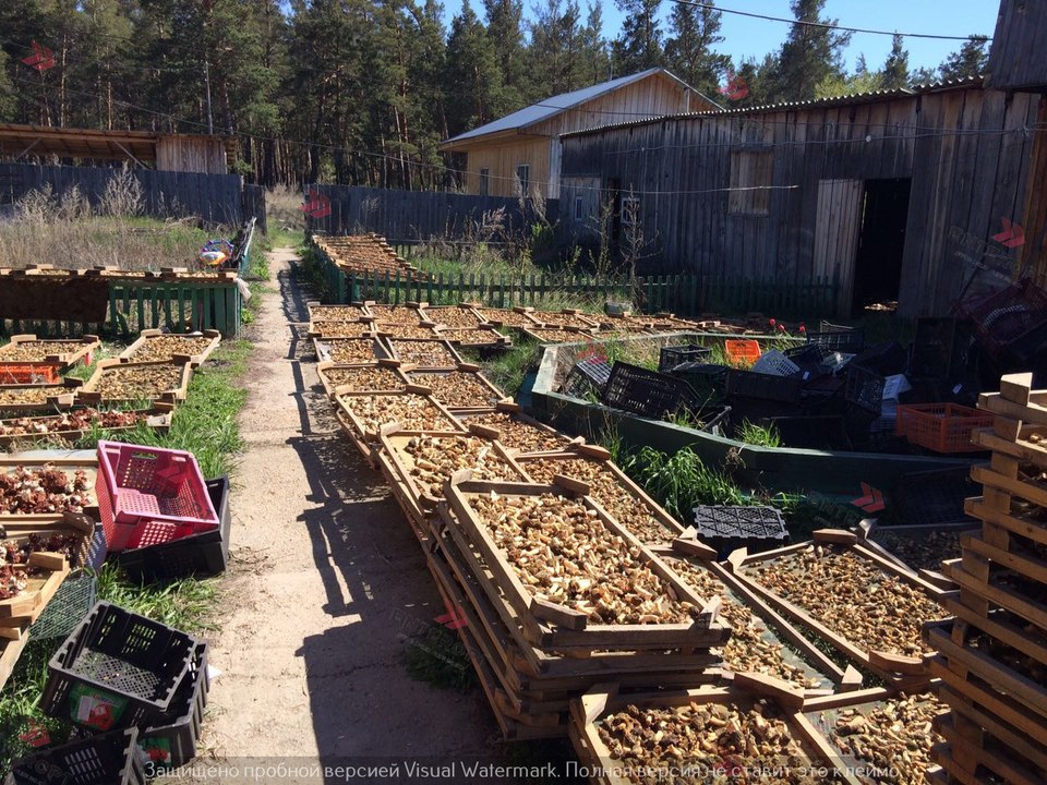 ᐉ +7923538777О ЗВОНИ | ЦЕНА СМОРЧКИ? КУПИТЬ ГРИБЫ Сушёные Оптом Сморчки Продать Стоимость Сморчок Сколько Стоит Экспорт Грибы Сморчки Куплю