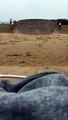 Une mouette fourbe vient voler un smartphone sur la plage