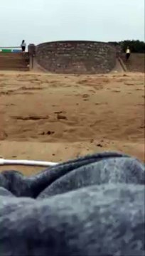 Une mouette fourbe vient voler un smartphone sur la plage