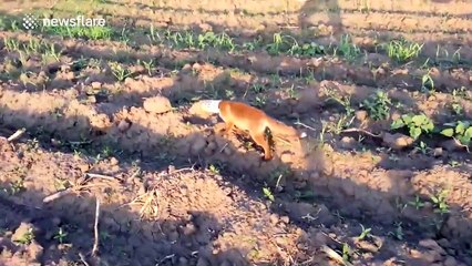 Fox cub gets head freed from dog food tin