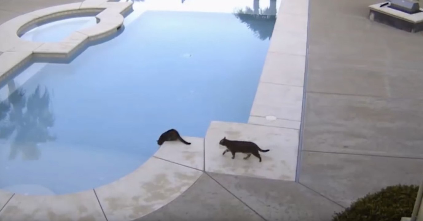 Instalou câmara de segurança junto à piscina e acabou por filmar gato a trollar irmão