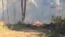 Belek Turizm Bölgesinde Orman Yangını Çıktı 3