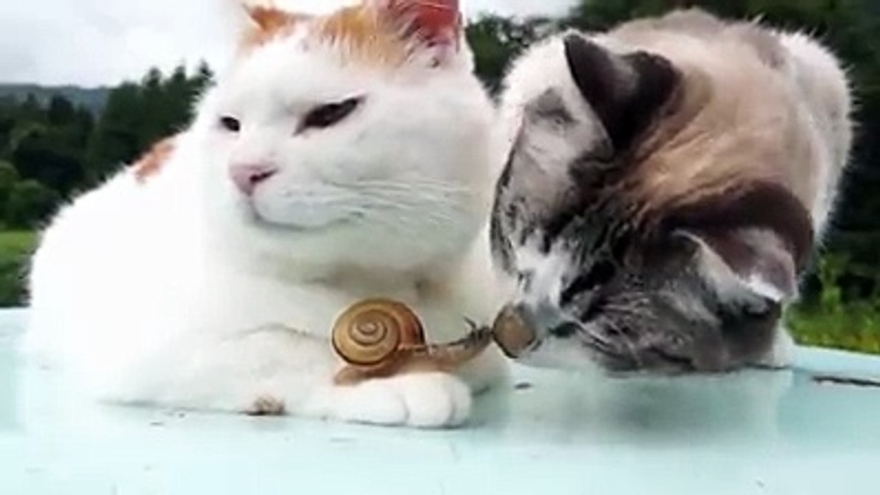 Funny cat