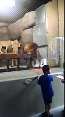 Vea cómo la puerta de hierro de un zoológico le pisó la cola a este león