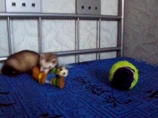 furet - aïko 3 mois