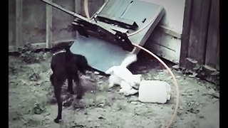 Perro vs Gato en batalla.