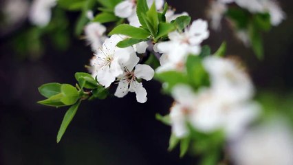 Helios 44-2 manual lens test - 6