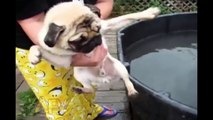 Funny Animal Videos - Over 13 Minutes Of Hilarious And Cute Animal Moments