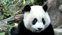 2015-01-17 圓仔吃筍小定格 Giant Panda YuanZai eating bamboo shoot