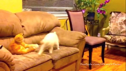 Funny Cats and Dogs Fighting so Funny