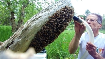 Download Video: Aspirer un essaim d'abeilles à l'aspirateur pour les sauver