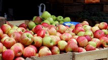 Scientist Uses Apples To Grow Human Ears