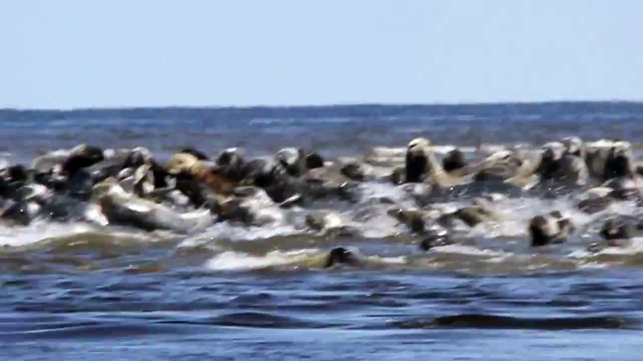 Grey Seals by Alain Clavette 27 06 2014