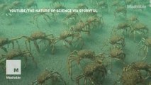 Footage of hundreds of thousands of giant spider crabs will totally creep you out