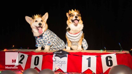 You're cordially invited to shake your butt at corgi prom