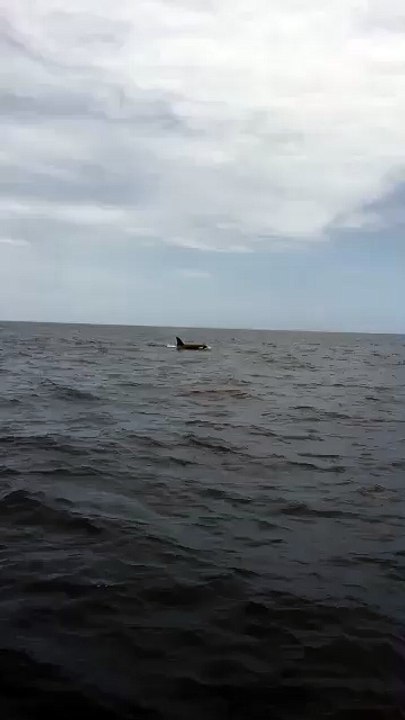 Derik Lattig Showing the Sea Orcas