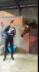 Funny dancing horse